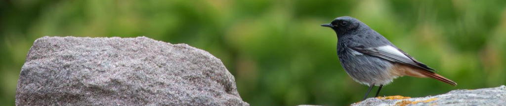 Black Redstart