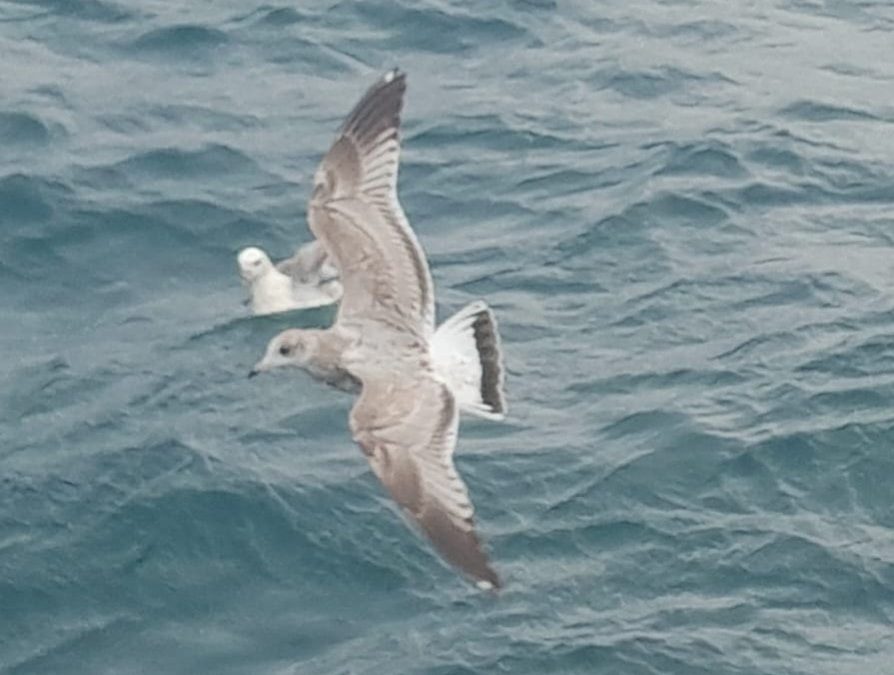 Common Gull © Graham Gillingham