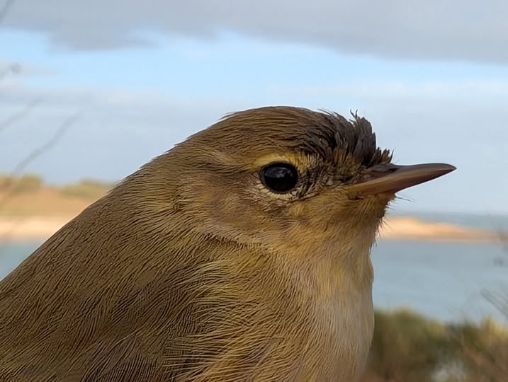 Chiffchaff © Matt Scragg